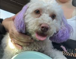 Lost quaker parrot in Silver Springs Shores neighborhood near Bahia Pass  Loop