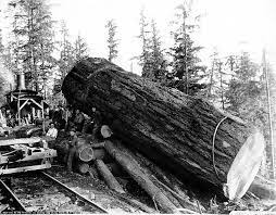 404 not found old trees big tree logging industry