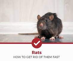 Rats only need a small amount of space through which to squeeze themselves into your home, so repair any holes that are over a 1/4 inch wide. How To Get Rid Of Rats Fast 10 Remedies
