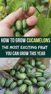 How To Grow Cucamelons The Most Exciting Fruit You Can Grow This Year Fruit Garden Organic Vegetable Garden Home Vegetable Garden