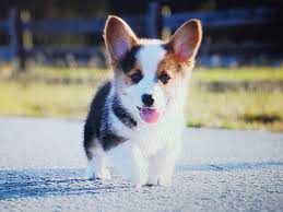 Let's start by giving you a $100.00 off your puppy by making an appointment today. Short Stock Corgis Home Facebook