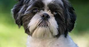 Black And White Shih Tzu Dachshund Mix Oreo The Shih Tzu Shih Tzu Dog Shih Tzu Grooming Shih Tzu