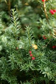 Dann ist die zeit, bis die hecke wieder. Eiben Pflanzen Und Pflegen Freudengarten