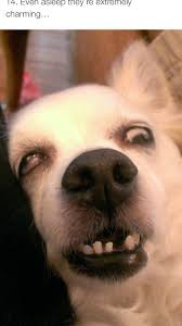 Pin By Lauren Hayes On Funny Funny Dog Faces Cute Funny Animals Cute Animal Memes