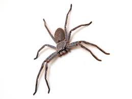 Submitted 3 years ago by whats8. Huntsman Goliath Birdeaters And Camel Spiders What Are The World S Five Biggest Arachnids