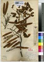 Image result for Albizia grandibracteata