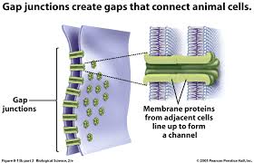 Maybe you would like to learn more about one of these? Gap Junctions Your Favorite Biological Building Block