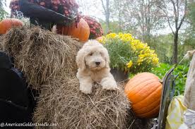 We did not find results for: Goldendoodle Puppies For Sale Massachusetts American Goldendoodle Cream Colored Goldendoodle Pu Goldendoodle Puppy Goldendoodle Puppy For Sale Goldendoodle