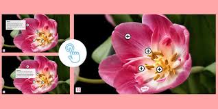 Read more to find out information about these parts of a flower and their functions. Parts Of A Flower Ks2 Hotspots Primary Resources Twinkl