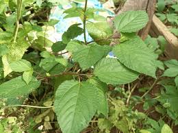 Image result for Corchorus aestuans