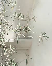 The Overgrowth Theovergrowth Instagram Photos And Videos Olive Leaf Olive Branch Olive Tree