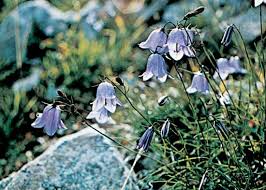 Bellflower Plant Britannica