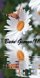 Arte della farfalla belle farfalle. Pin On Buongiorno