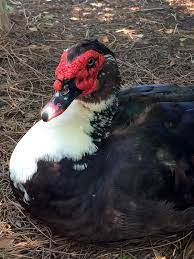 Maybe you would like to learn more about one of these? Duck Susan Rushton