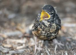 Jul 20, 2020 · when birds are fledglings, they experience what's known as the branching stage. Baby Birds Don T Always Need Help Paw Rescue