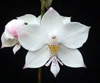 We did not find results for: Orchid Hybrid Iwanagara Appleblossom