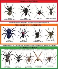 Spider Control Hygiene Bugs