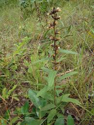 Image result for Vernonia zambiana