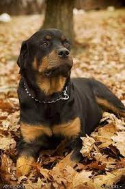 List and contact information of best and most trusted rottweiler rescues in georgia. 110 Rottys Ideas Rottweiler Rottweiler Love Rottie