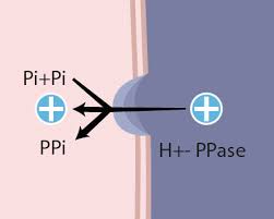 Proton pump a proton pump is an integral membrane protein that is capable of moving protons the confined protons create a difference or gradient in both ph and electric charge (ignoring. Proton Phyrophosphatase Pump Ask A Biologist