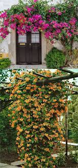 20 Favorite Flowering Vines And Climbing Plants Garden Vines Flowering Vines Climbing Flowers