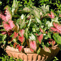 As such, these flowers have a short lifespan. Color In A Shaded Landscape Neil Sperry S Gardens