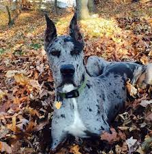 We did not find results for: Great Danes Of Southern Minnesota Photos Facebook