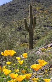 California poppy, golden poppy, california sunlight or cup of gold and locally known as amapola california poppy wildflower seeds. Cheerful Poppies In The Desert Photograph By Amy Sorvillo