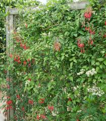 Check spelling or type a new query. Clematis Vitalba Pflanzen Und Pflegen Mein Schoner Garten