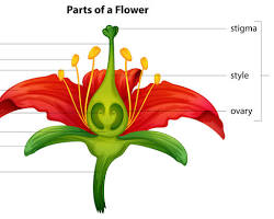 Image of Pollination of flowers