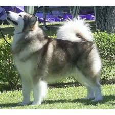 Check spelling or type a new query. Alaskas Malamoyt Alaskan Malamute Petgreece