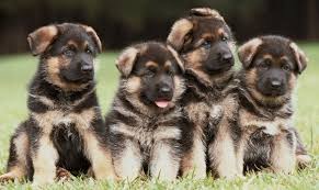 I love to run around. Is There A Way To Tell If Your German Shepherd S Color Will Change Quora