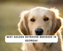 Located in glenview illinois, chris has been in the puppy business for over 40 years. 5 Best Golden Retriever Breeders In Georgia 2021 We Love Doodles