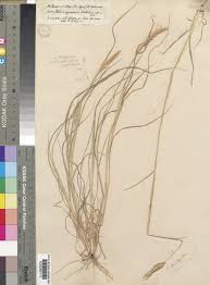 Image result for Tetrapogon tenellus