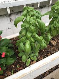 Pa tends to develop in children between the ages of 3 and 16 and usually affects the face, but. Herbs Forum Basil Leaves Have Dark Star Spots With White Outline Florida Keys Garden Org