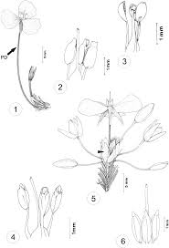 Image result for Mayaca baumii