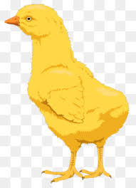 Lebih kecil dari ayam bangkok, apalagi jika dibandingkan dengan ayam bangkok thailand asli dan ayam saigon. Ninja Ayam Ayam Ninja Terbaik Gambar Png