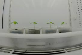 El movimiento de las hojas de las plantas de papaya permite determinar si  presentan deficiencias