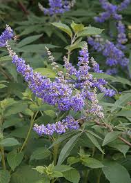 Image result for Vitex
