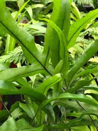 Image result for Microsorum scolopendria