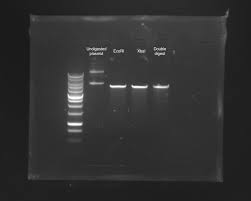Can Anyone Explain Why Restriction Enzymes Are Not Working