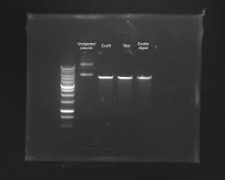 can anyone explain why restriction enzymes are not working