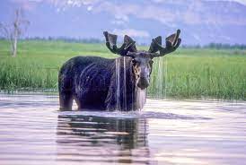 Bull Moose Water Antlers – Tom Murphy Photography