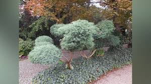 Image result for Aneilema chrysopogon