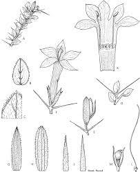 Image result for Barleria sp. D (near holubii)