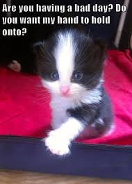 Are You Having A Bad Day Want My Hand To Hold Onto Cat Memes Crazy Cats Cute Funny Animals