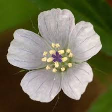 Image result for Monsonia angustifolia