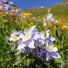 Check spelling or type a new query. Native West Wildflower Seed Mix High Country Gardens