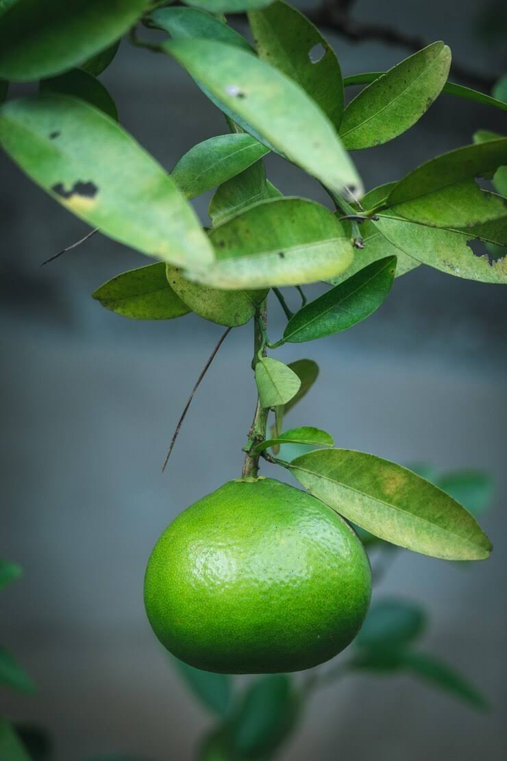 nox vomica 30c product image