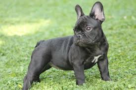 Fan page for frenchie enthusiasts who own, love, want, or admire frenchies. Dolce French Bulldogs